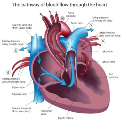 Postural Orthostatic Tachycardia Syndrome Archives - BioDesign Wellness ...