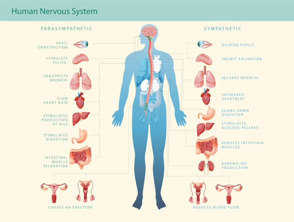 Sympathetic Autonomous Nervous System Archives 